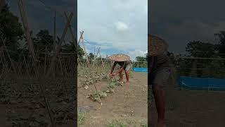 agriculture farming garden vegetables gardening satisfying [upl. by Aicaca]