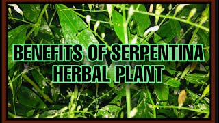 HEALTH BENEFITS OF SERPENTINA HERBAL PLANT  KING OF BITTER PLANT  TSV 491 [upl. by Cleti]