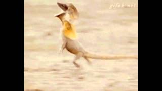 Frilled Lizard Running to quotHappyquot [upl. by Tita356]