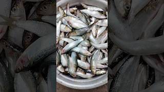 മത്തി പൊരിച്ചത്  Ultimate Crispy Fish Fry Recipe  Easy amp Delicious Homemade Fish Fry [upl. by Quill49]