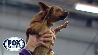 Best of the 2018 Masters Agility Championships  WESTMINSTER DOG SHOW 2018  FOX SPORTS [upl. by Llejk]