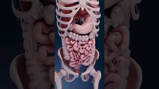 How intestine works  Movements of intestine requires for breakdown of food anatomyandphysiology [upl. by Roti]