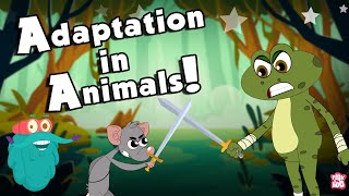 ANIMALS ADAPTATION  How Adaptation In Animals Work  The Dr Binocs Show  Peekaboo Kidz [upl. by Nyleda]