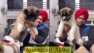 इतने Top Class के American Akita आपने नहीं देखें होंगे 🔥🔥🔥  SCOOBERS [upl. by Hackett]