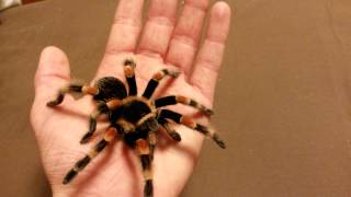 Handling my Mexican Redknee Tarantula [upl. by Balkin341]