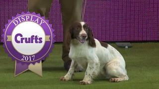 Gundog Display with Adrian amp Caroline Slater  Crufts 2017 [upl. by Ahsenra356]