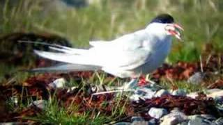 Arctic Tern  Sterna paradisaea [upl. by Darell]