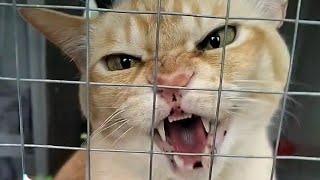 Very angry cat hissing compilation 7 [upl. by Barbara]