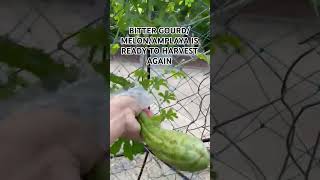 LETS HARVEST AMPALAYA OR BITTER GOURDMELON harvesting bittergourd bittermelon ampalaya shorts [upl. by Htrahddis683]