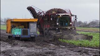 Bietenoogst 2023  Extreme wet harvest  Vervaet Beet Eater 925 ploegt door de modder  IHI IC100 [upl. by Granville557]