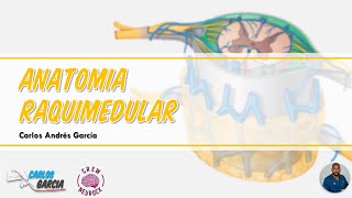 Anatomía y Embriología de la Médula Espinal Configuración Externa Meninges y Arterias Espinales [upl. by Jorrie]