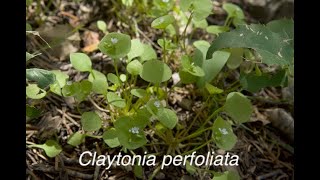 Species profile Claytonia perfoliata Miners Lettuce [upl. by Belloir]