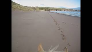 nice gallop at Lunan Bay beach [upl. by Acinelav423]