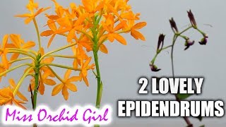 2 Epidendrum Orchids with very different flowers  radicans amp melanoporphyreum [upl. by Nepets596]