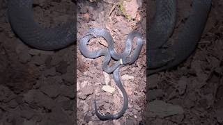 Beautiful Northern Ringneck Snake that I found snakesnakesherpetologyreptilestarantulasfyp [upl. by Dann]