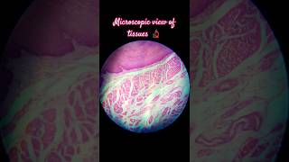 Microscopic view in histology lab histology anatomy medico neetaspirants motivation [upl. by Townie]