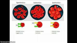 Il trasporto attraverso le membrane [upl. by Ahsoem]