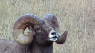 Sheep Rut Yellowstone Eco 2023 [upl. by Salot]