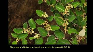 Rhamnus prinoides – A Basotho Medicinal Plant with Antioxidant and Antimicrobial Potential [upl. by Eissalc]