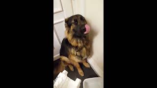 German shepherd looking very guiltyPLEASE SHARE AND SUBSCRIBE [upl. by Claude387]