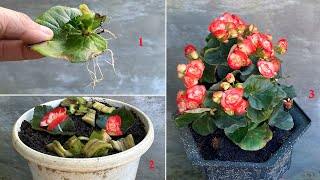 Propagate begonias from leaves by combining banana peels and rice water [upl. by Mccomb283]