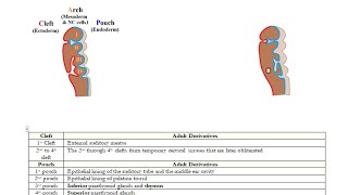 USMLE ACE Video 196 Adult Derivatives of Branchial Clefts Arches and Pouches [upl. by Derdlim393]