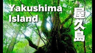 屋久島 観光 旅行 Yakushima Island 白谷雲水峡 World Heritage JAPAN 世界遺産 屋久島杉 [upl. by Nolyag]