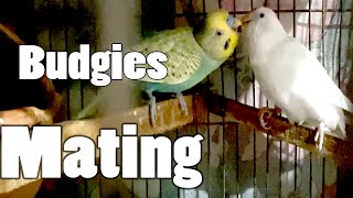 Budgies Mating Call Sound in Cage  Parakeets Mating call sound in Cage  KichirMichir [upl. by Tevis]