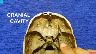 Osteology lectures  Cranial cavity  Dr Ashok K R [upl. by Ivad659]