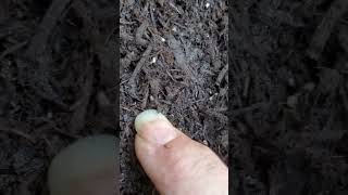 Backyard bug hunt  termites in mulch [upl. by Garald]