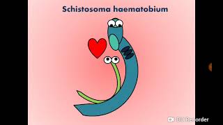 Schistosoma haematobium Blood Fluke  Urinary SchistosomiasisBilharziasis البلهارسيا [upl. by Cony]