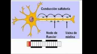 TIpos de axones amielinico y mielinico [upl. by Ken225]