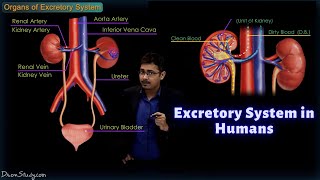 Excretory System in Humans  CBSE Class 10 Science Biology  Toppr Study [upl. by Lekzehcey954]