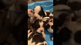 Sweet English Springer Spaniel puppies 3 weeks old AKC registered We still have some available [upl. by Kearney]