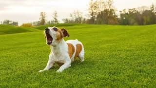 Dog barking sound effect higher pitch [upl. by Aufa]