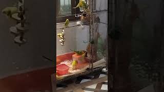 New food box birds try kar rahi Khana khane ka 😄 mubishkikitchen birds youtube shorts foryou [upl. by Atilrahc374]