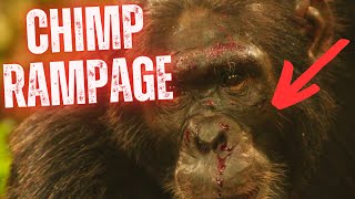 Chimpanzee Rampage  Sanctuary Visitors Attacked By Enraged Chimp [upl. by Delwyn508]