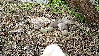 Swans with cygnets On the River Gipping ipswich UK [upl. by Uthrop157]