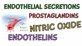 Endothelial Secretions for Cardiovascular Regulation  Prostaglandins  Nitric Oxide  Endothelins [upl. by Alister]