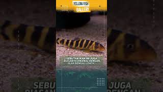 Ikan Botia Dario Bengal Loach  Yellow Fish Gallery shorts ikanbotia [upl. by Enirroc804]