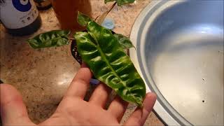 philodendron billietiae full rehab and propagation [upl. by Nuaj]