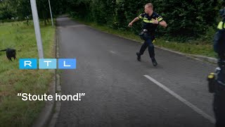 Ewout Genemans en agenten slaan op de vlucht voor agressieve rottweiler  Bureau Maastricht [upl. by Aikyt]