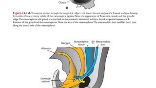 Embryology Urinary system [upl. by Bergwall283]