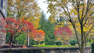 Before amp After 6 Japanese Maples Acer palmatum Restoration from years of sheering in the Fall [upl. by Leary]