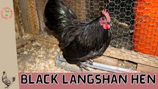 Black Langshan Hen Gallus gallus domesticus The Elegance and Grace of a Heritage Beauty [upl. by Pomeroy]