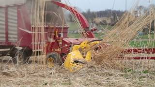 1403 Horning 3 Row Independent Corn Head  Miscanthus Grass Pt 1 [upl. by Sheba]