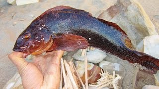 Catch and Cook and Camp Eating a Humongous Kelp Greenling [upl. by Hercule]