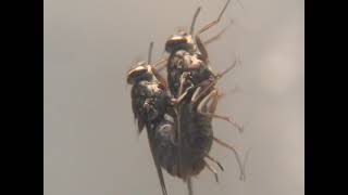 Tsetse flies mating behavior Glossina morsitans centralis [upl. by Urina517]