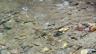 Brook trout getting ready for spawn [upl. by Jemine]