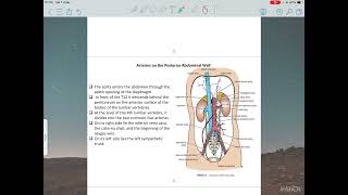 Posterior abdominal wall [upl. by Elna]